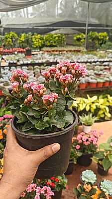 Flowering Kalanchoe Flowering Kalanchoe