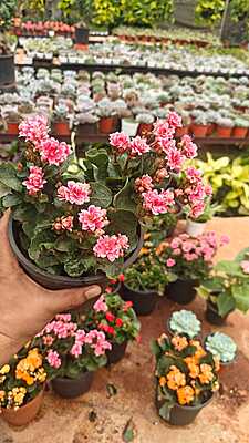 Flowering Kalanchoe Flowering Kalanchoe