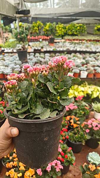 Flowering Kalanchoe Flowering Kalanchoe
