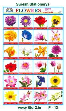 Flowers - 1 - Educational Picture Chart No - 13