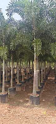Foxtail Palms