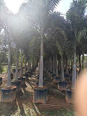 Foxtail Palms
