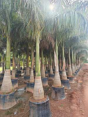Foxtail Palms