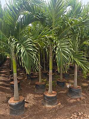 Foxtail Palms