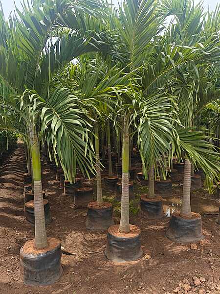 Foxtail Palms