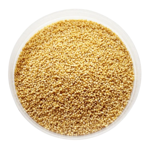 Foxtail Millet