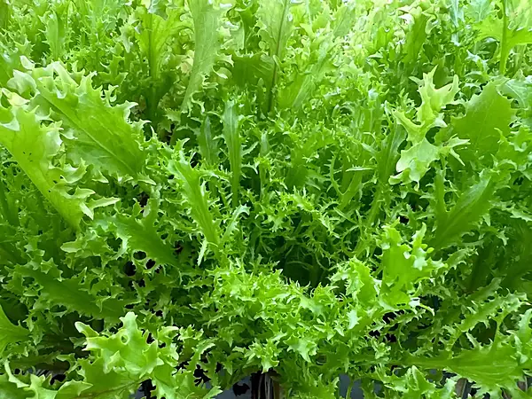 Frisee Endive 250gms - IDRO Fresh