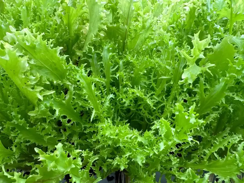 Frisee Endive 250gms - IDRO Fresh