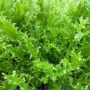 Hydroponic Frisee Endive 250gms