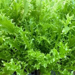 Hydroponic Frisee Endive 250gms