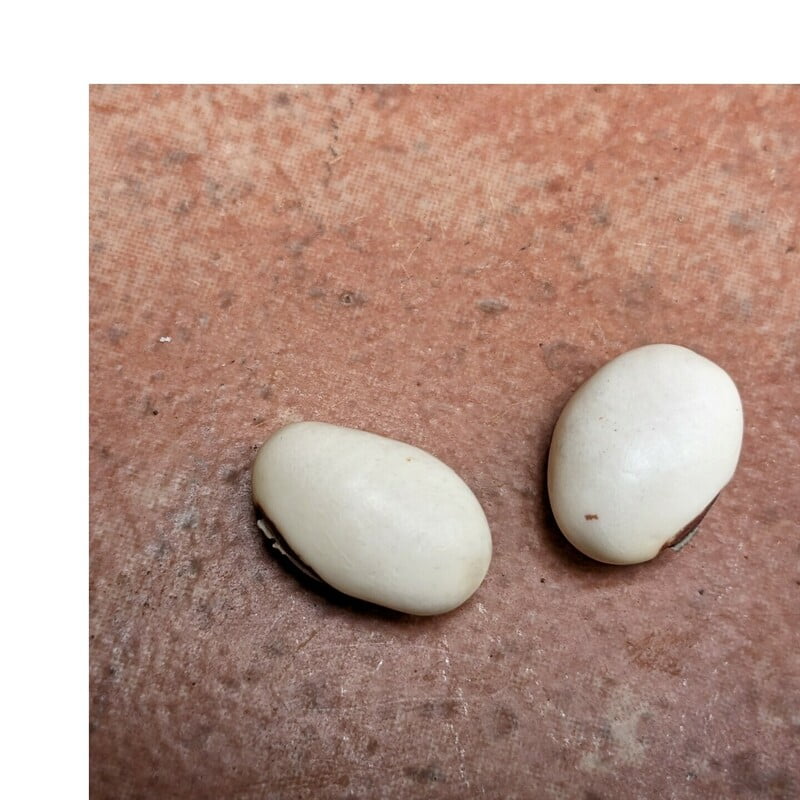 2 seeds Bush Sword bean చెట్టు చెమ్మకాయ