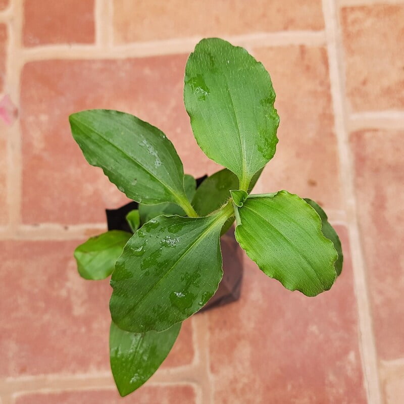 Vennadevi kura or Amruthakada ( Commelina benghalensis L)