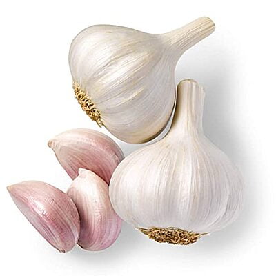 GARLIC