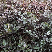 Turtle Vine Greenish Purple color Callisia repens also known as creeping inch plant, Bolivian Jew