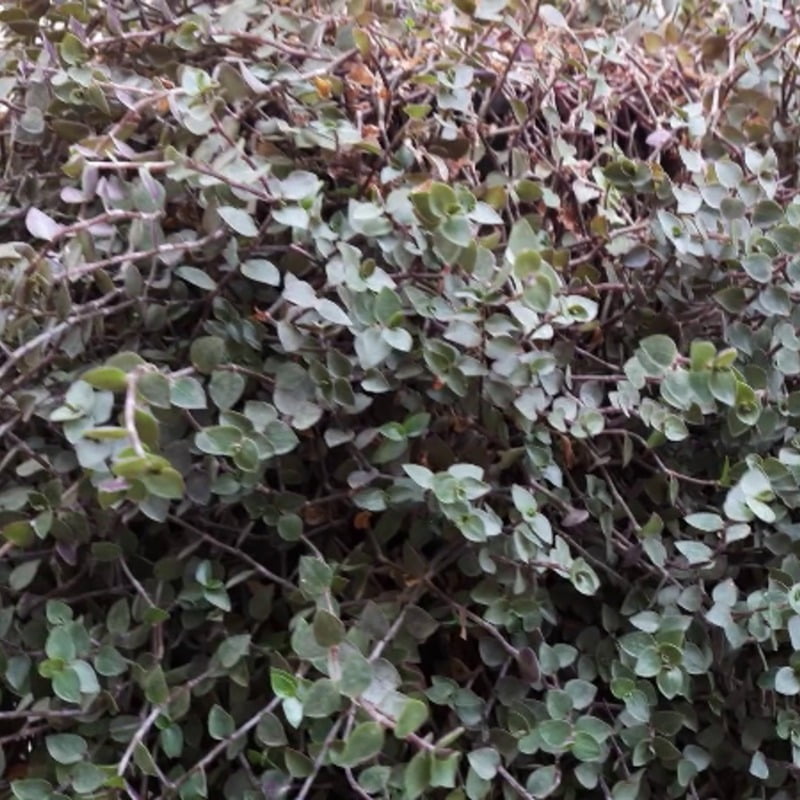 Turtle Vine Greenish Purple color Callisia repens also known as creeping inch plant, Bolivian Jew