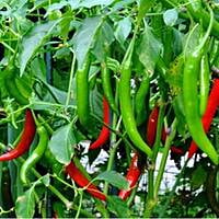 Pusa Chilli Open Pollinated 10 to 12 seeds