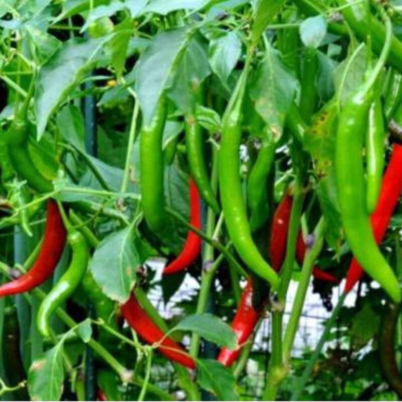 Pusa Chilli Open Pollinated 10 to 12 seeds