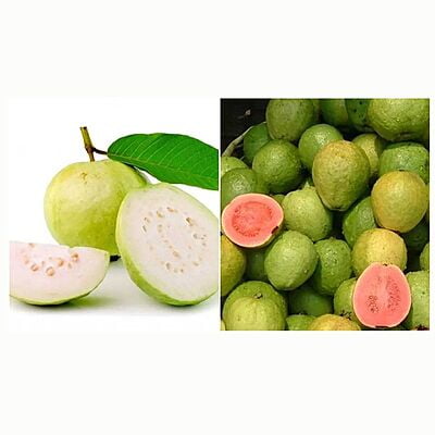 GUAVA (Jama)