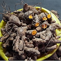 1kg Highest Curcumin Content Lakadong Turmeric Seed Rhyzomes లకాడాంగ్ పసుపు కొమ్ములు