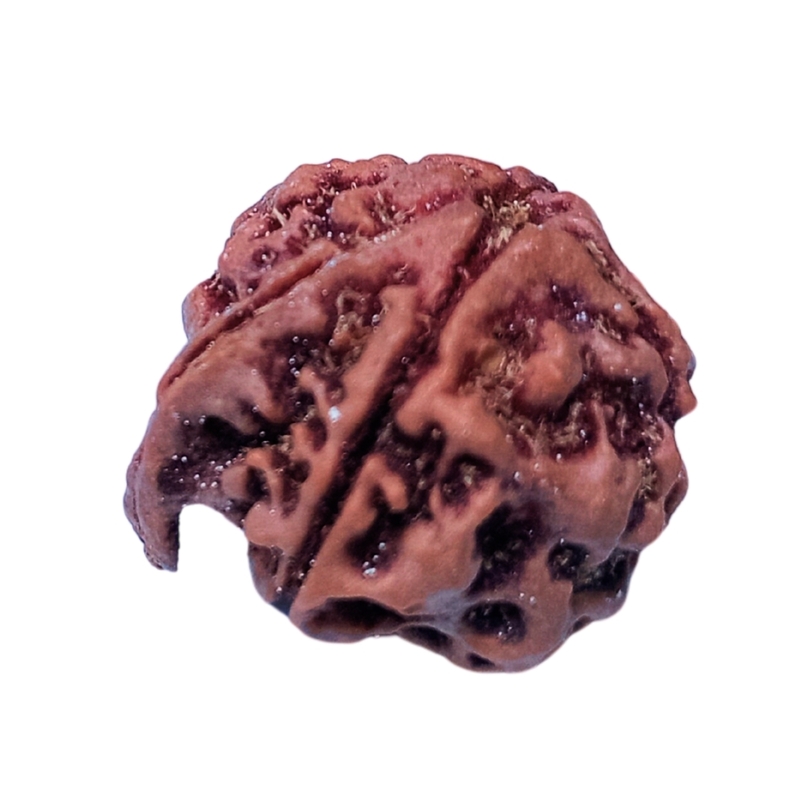 Ganesh Rudraksha Nepali