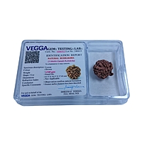 Ganesh Rudraksha Nepali