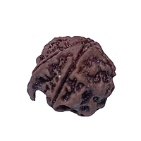 Ganesh Rudraksha Nepali