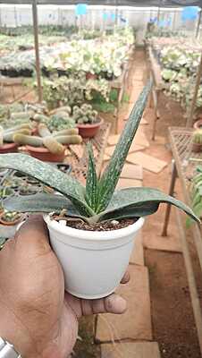 Gasteria Gasteria