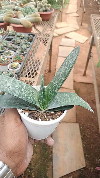 Gasteria Gasteria