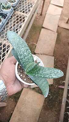 Gasteria Gasteria