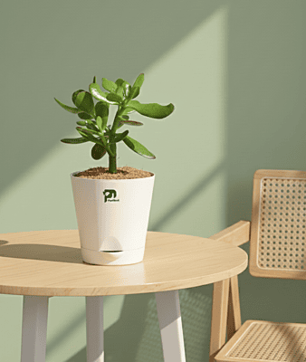 Crassula (Jade Family)