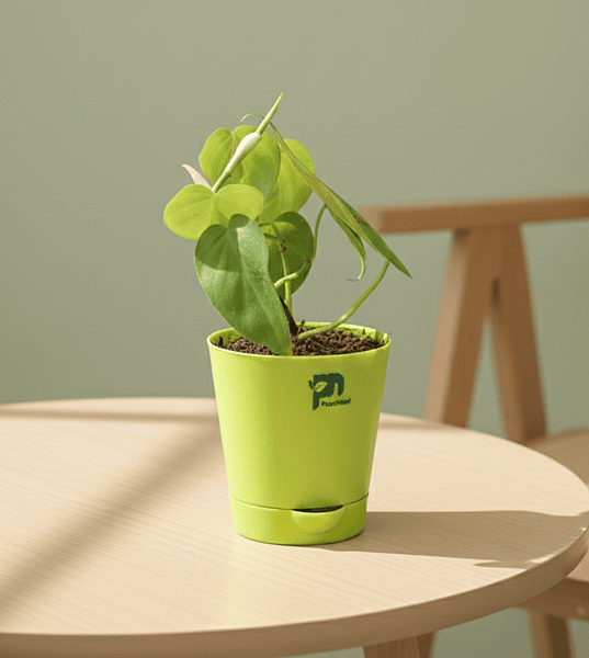 Oxicardium - Heart Shaped (Philodendron hederaceum) in 4" Self Watering Pot