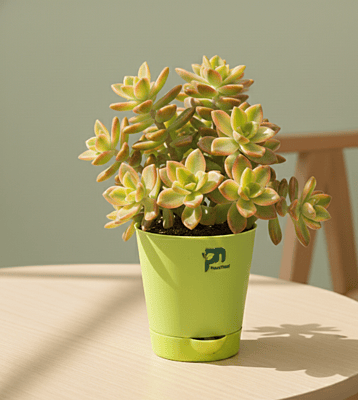 Kiwi Succulent (Crassula Kiwi) in 4 inch grow pot