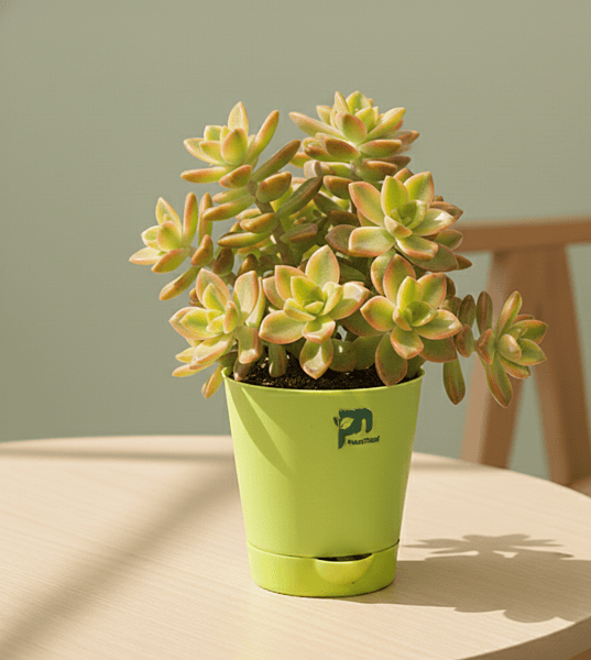 Kiwi Succulent (Crassula Kiwi) in 4 inch grow pot