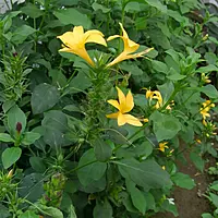 Vajradanti Plant (Barleria Prionitis)