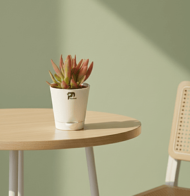 Campfire - Succulent