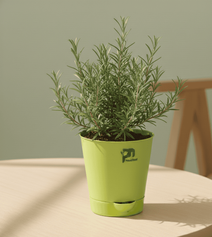 Rosemary - Medicinal Plant in 4 Inch self watering pot
