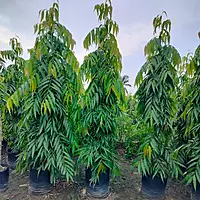 Ashoka tree (Saraca Asoca)