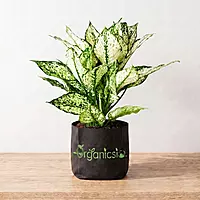 Aglaonema Plant (Aglaonema)