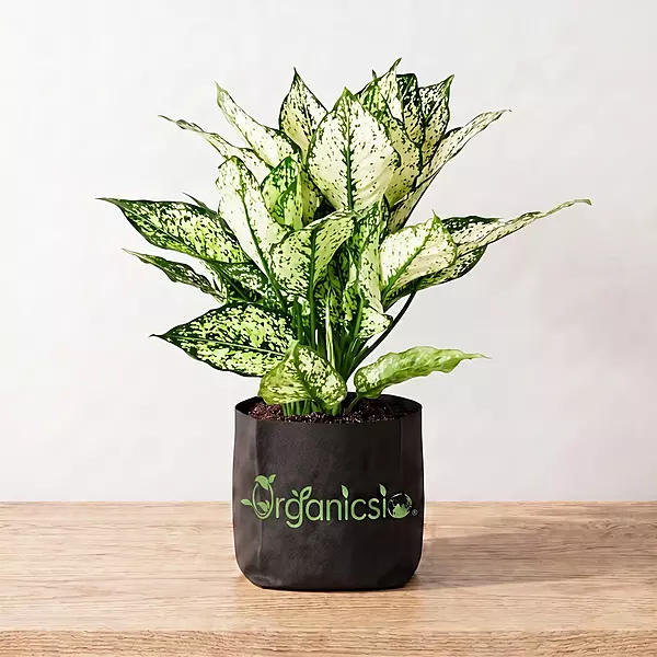 Aglaonema Plant (Aglaonema)