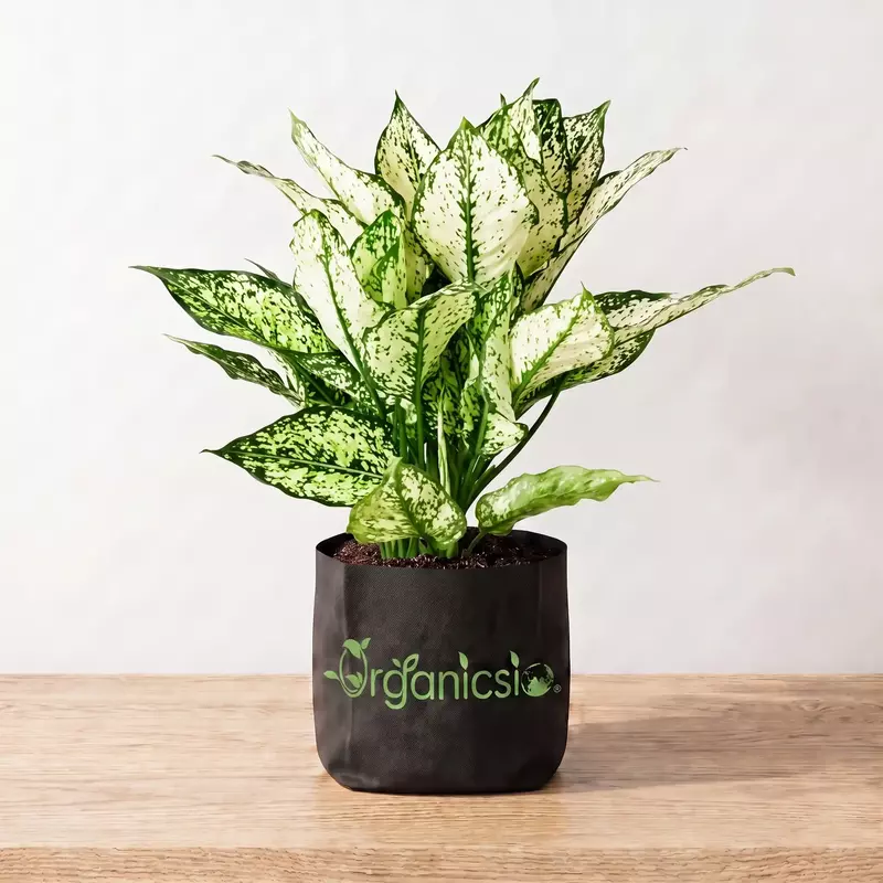 Aglaonema Plant (Aglaonema)
