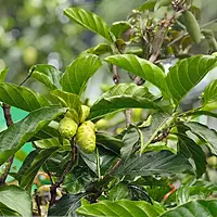 Noni Plant (Morinda Citrifolia)