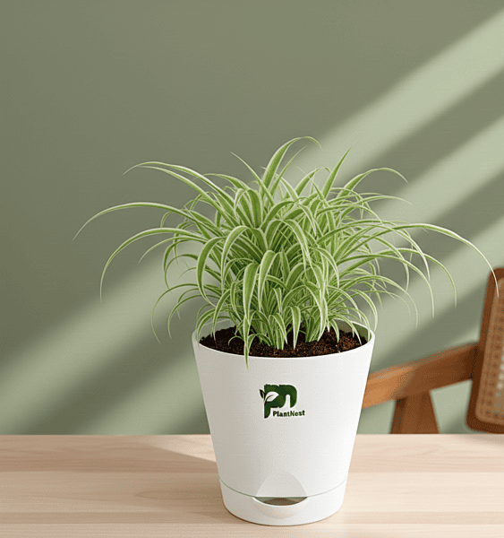 Spider Plant in 5 Inch Self-Watering Pot