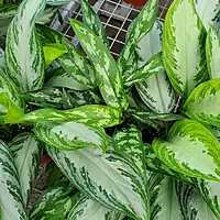 Aglaonema Plant (Aglaonema)