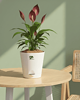 Peace Lily in 5 Inch Self-Watering Pot