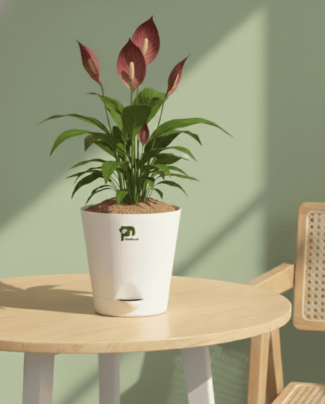 Peace Lily in 5 Inch Self-Watering Pot