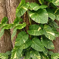 Money Plant (Epipremnum aureum)