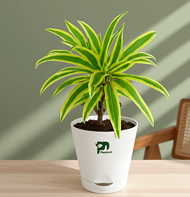 Song of India (Lemon Lime) in 5 Inch Self Watering Pot