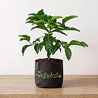 Noni Plant (Morinda Citrifolia)