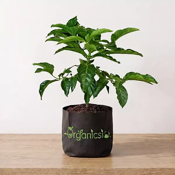 Noni Plant (Morinda Citrifolia)