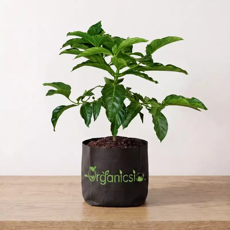 Noni Plant (Morinda Citrifolia)
